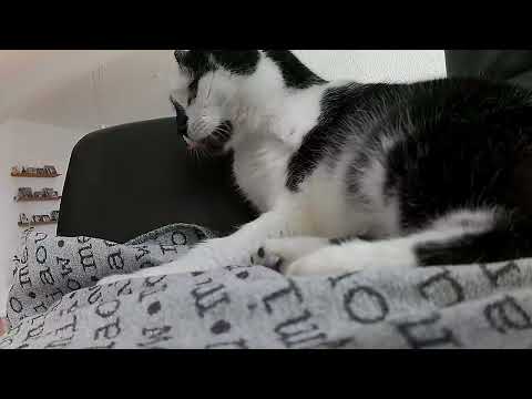 Milk-V Duo Camera Test 2